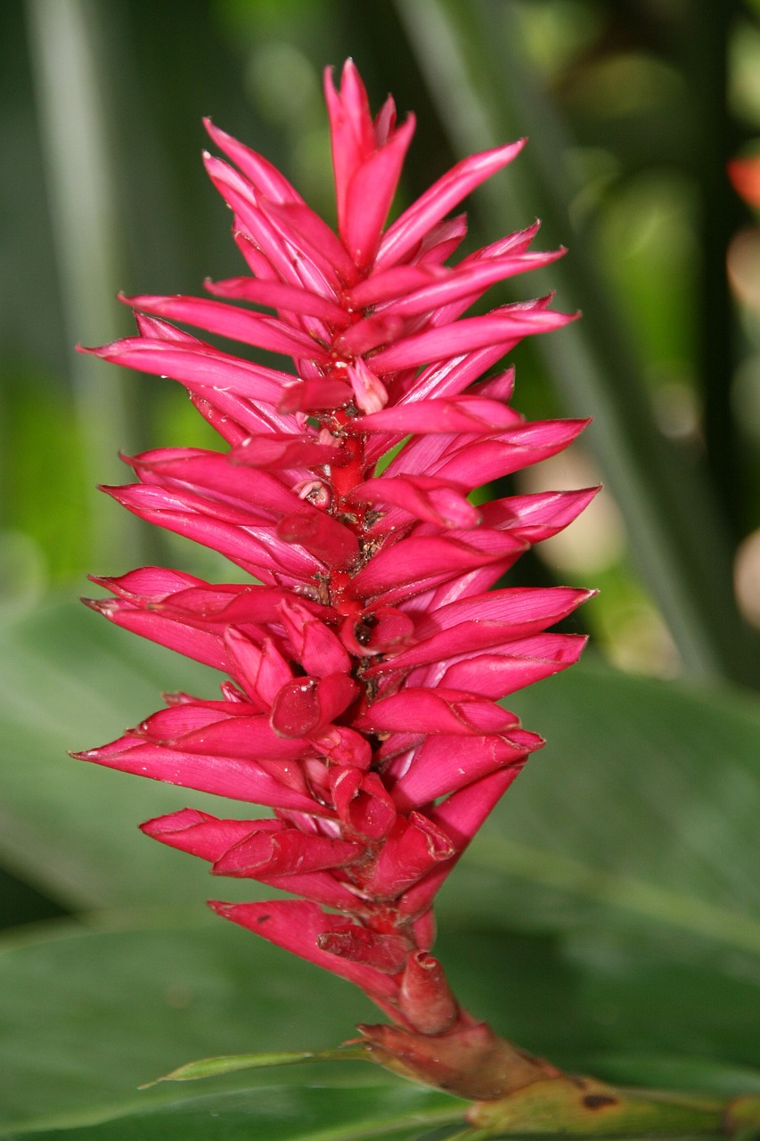 alpinia-2549254_1280.jpg